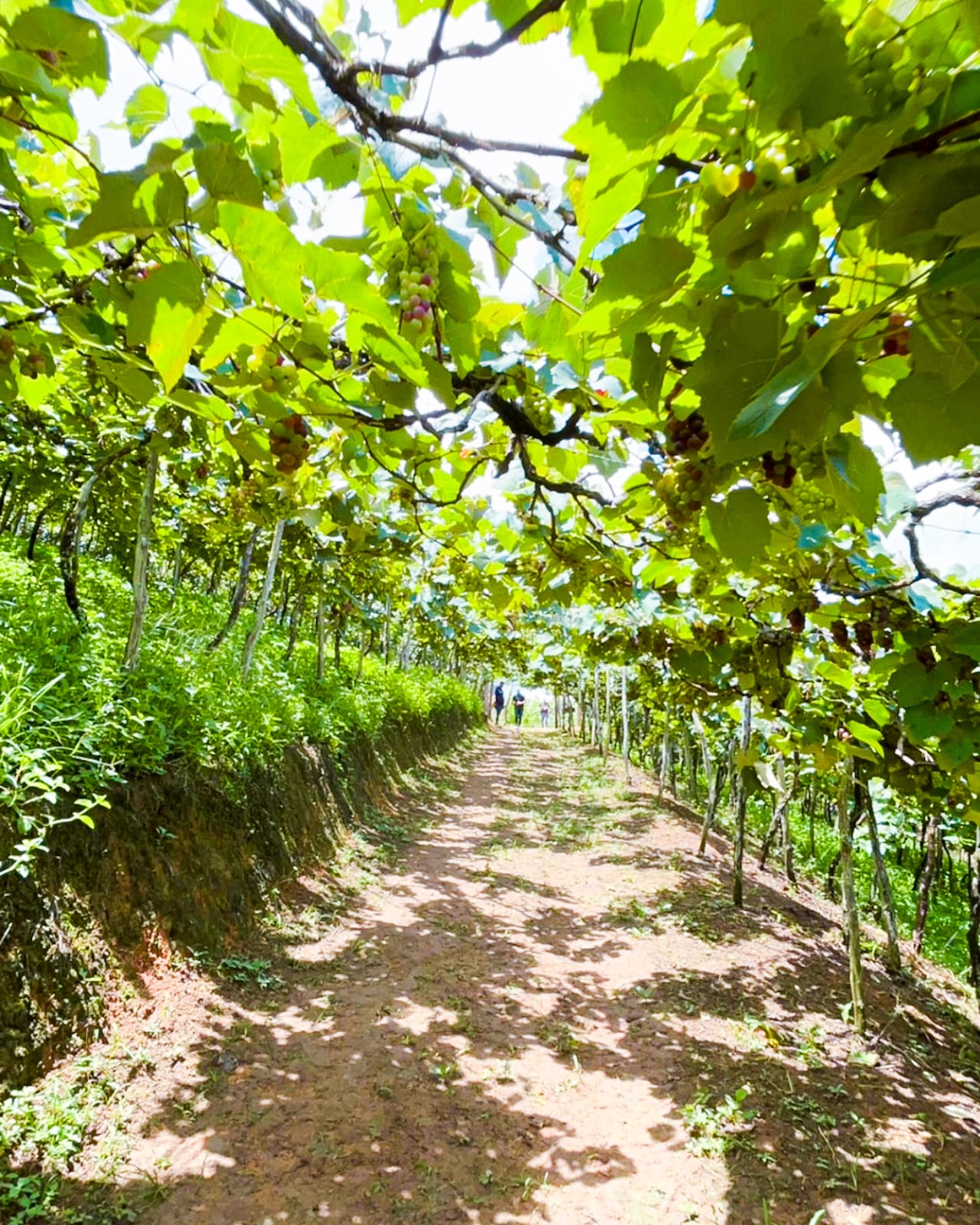 natuba na paraíba rota das uvas (1)