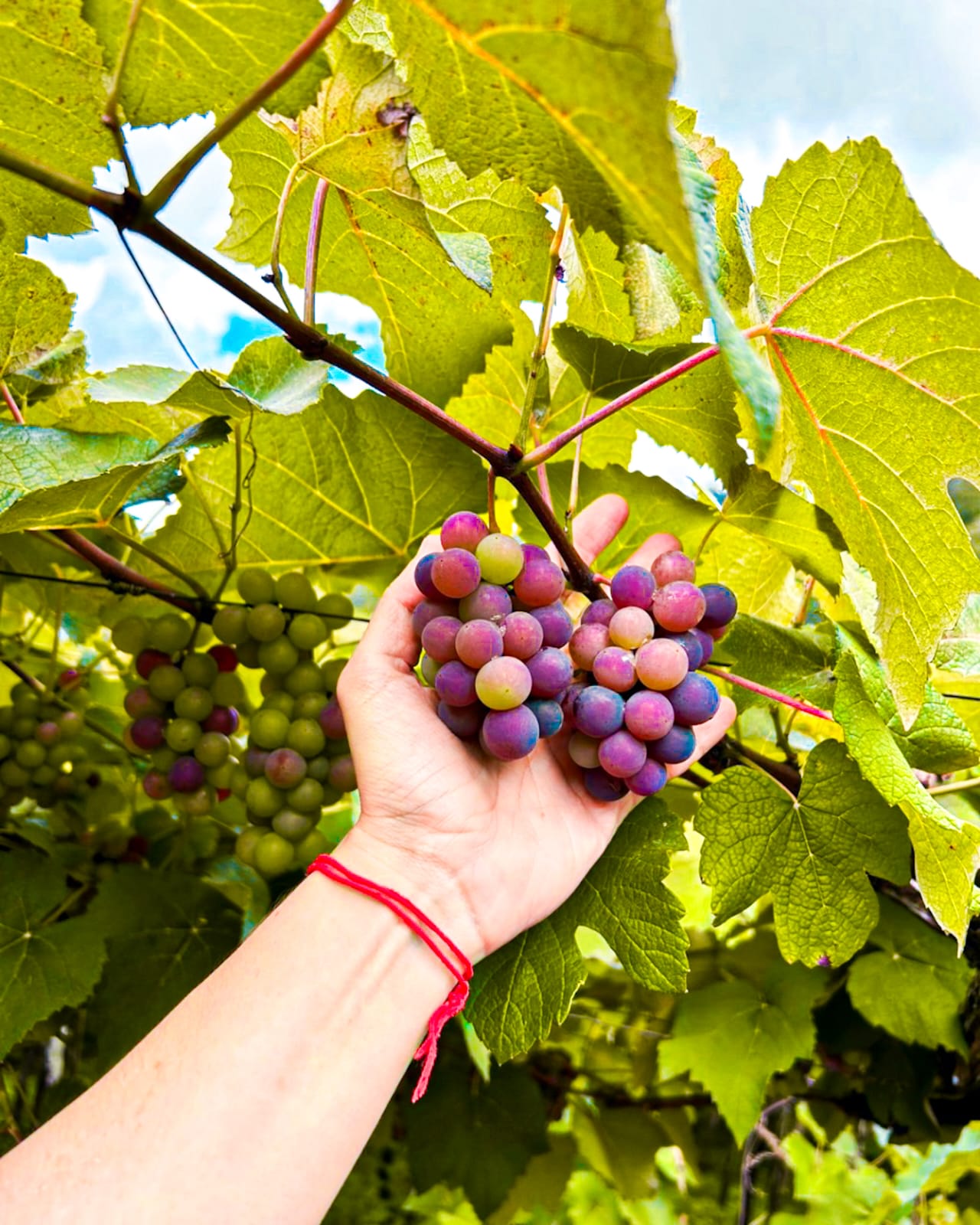 natuba na paraíba rota das uvas (10)