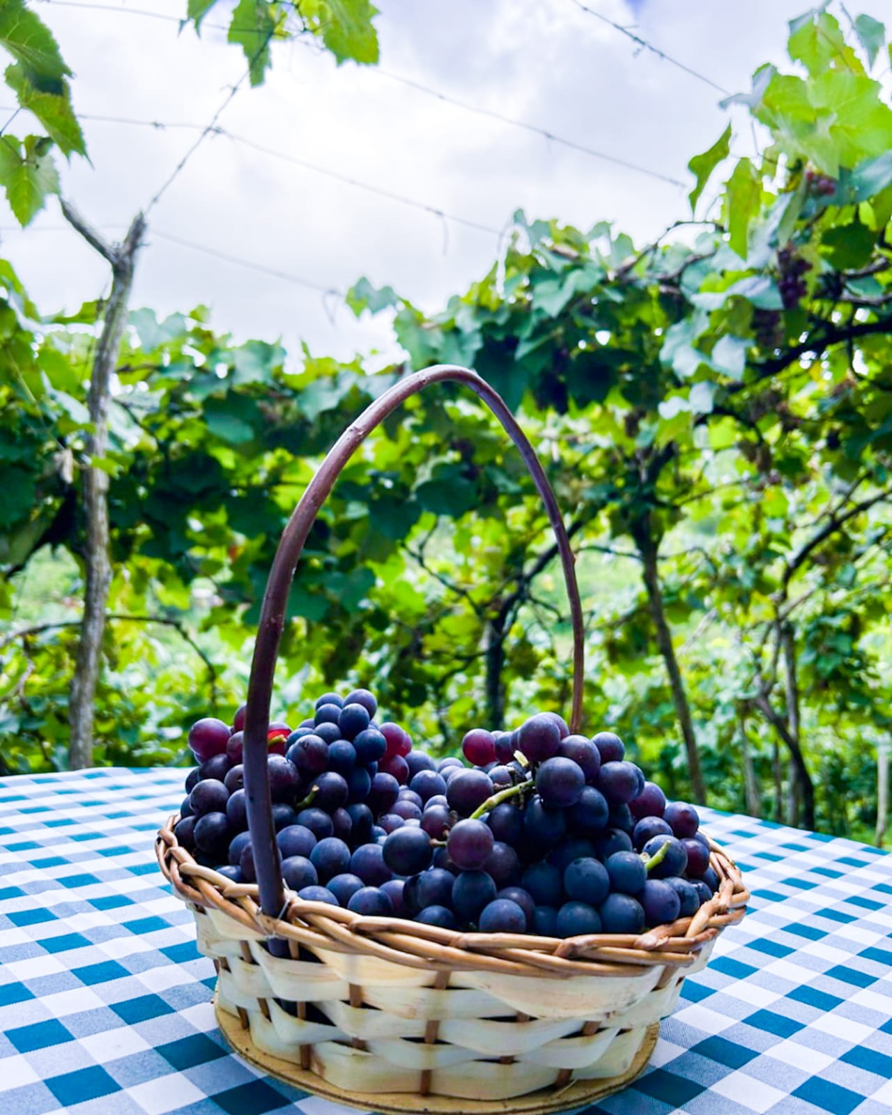 natuba na paraíba rota das uvas (3)